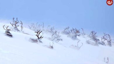 تصاویر؛ شاهکارهای عکاسی طبیعت در سال 2025 که از بین 11 هزار عکس انتخاب شدهاند 9 تصاویر؛ شاهکارهای عکاسی طبیعت در سال 2025 که از بین 11 هزار عکس انتخاب شدهاند