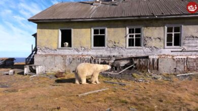 تصاویر؛ ایستگاه تحقیقاتی متروکه که خانۀ خرسهای قطبی شده است 25 تصاویر؛ ایستگاه تحقیقاتی متروکه که خانۀ خرسهای قطبی شده است